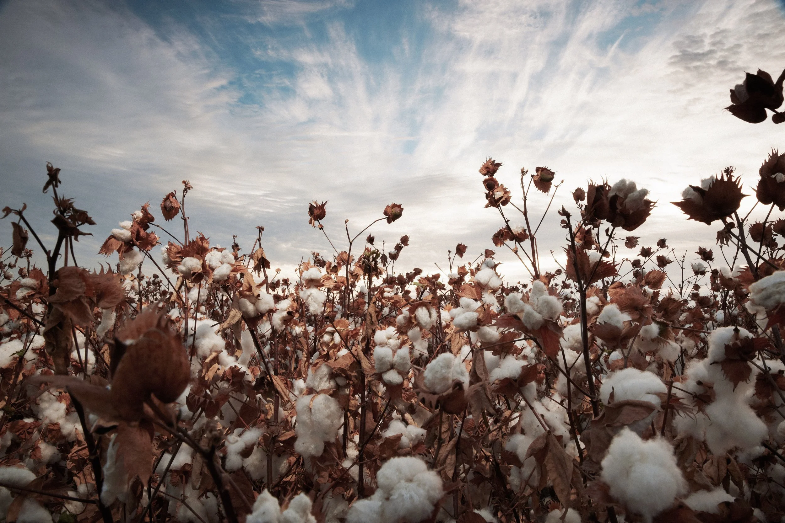 ASKET The SUPIMA® Cotton Farms