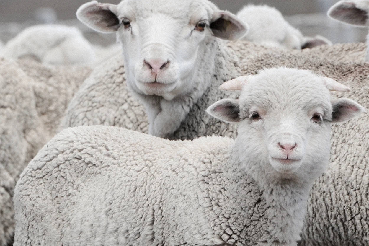 Traceable Merino  From Sheep To Your Door - ASKET