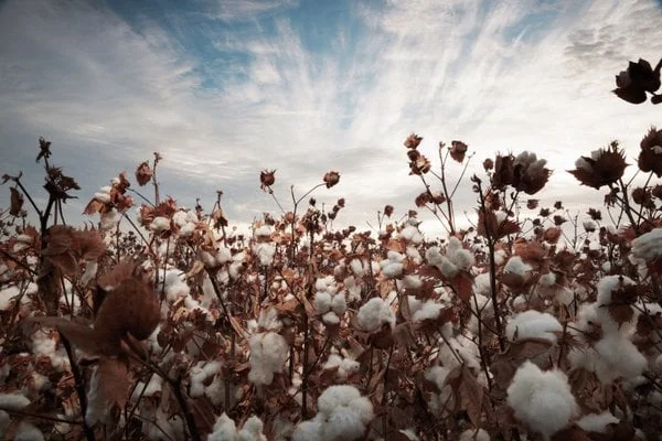 image for facility The SUPIMA® Cotton Farms