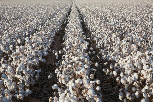 image for facility The Black Denim Cotton Farms
